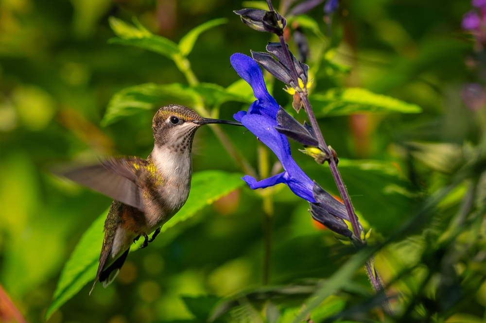 11 Superbes plantes violettes qui attirent des colibris