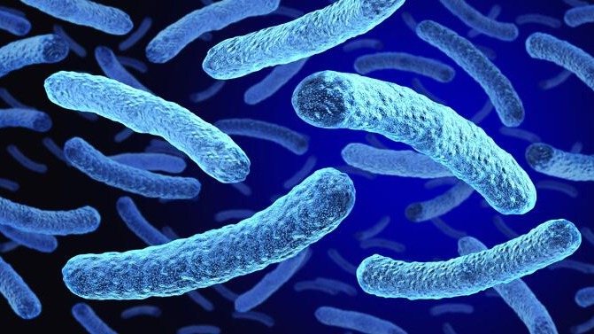 An artistic rendering of bacteria.