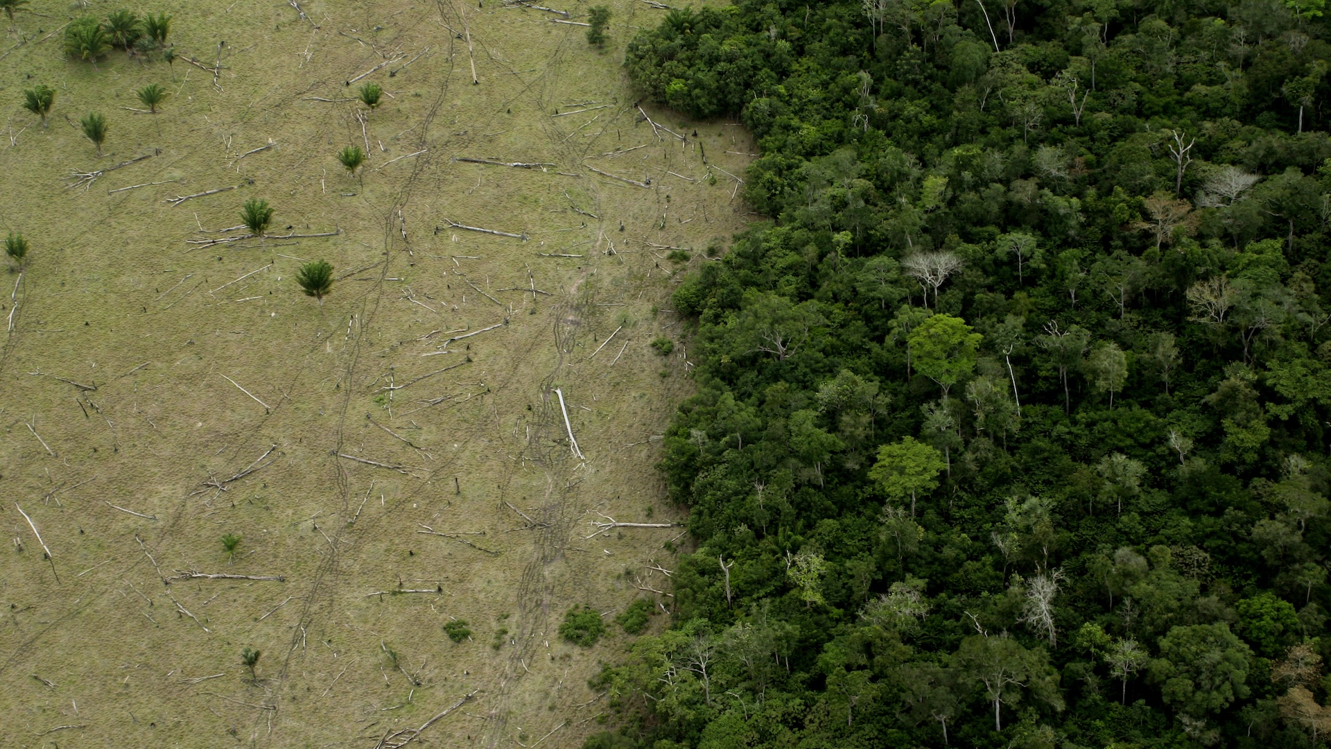 Une image aérienne montrant la forêt amazonienne dense à côté d'un champ déforesé