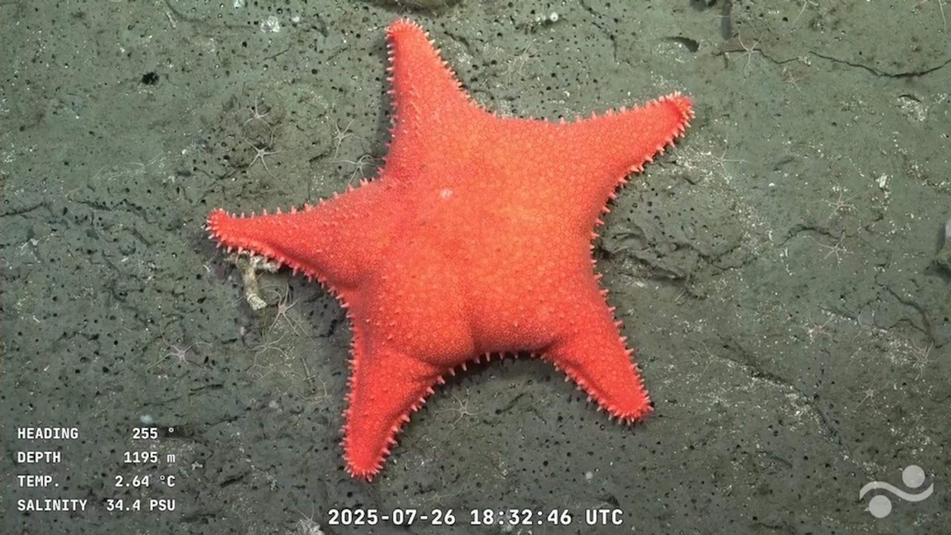 Une image d'une étoile de mer avec un homme joufflu, semblable à l'homme 