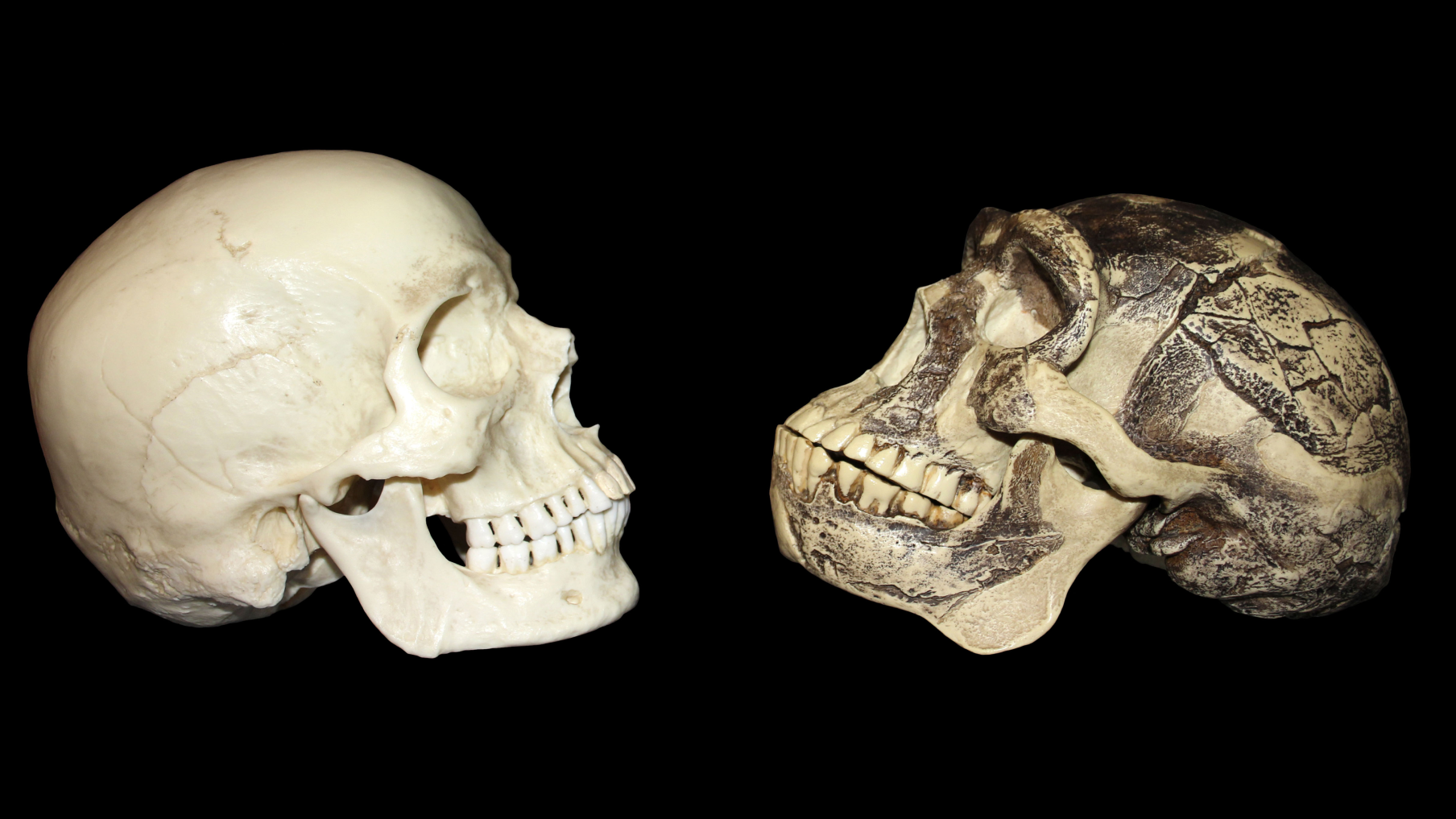 deux crânes sur fond noir : humain à gauche et Homo erectus à droite