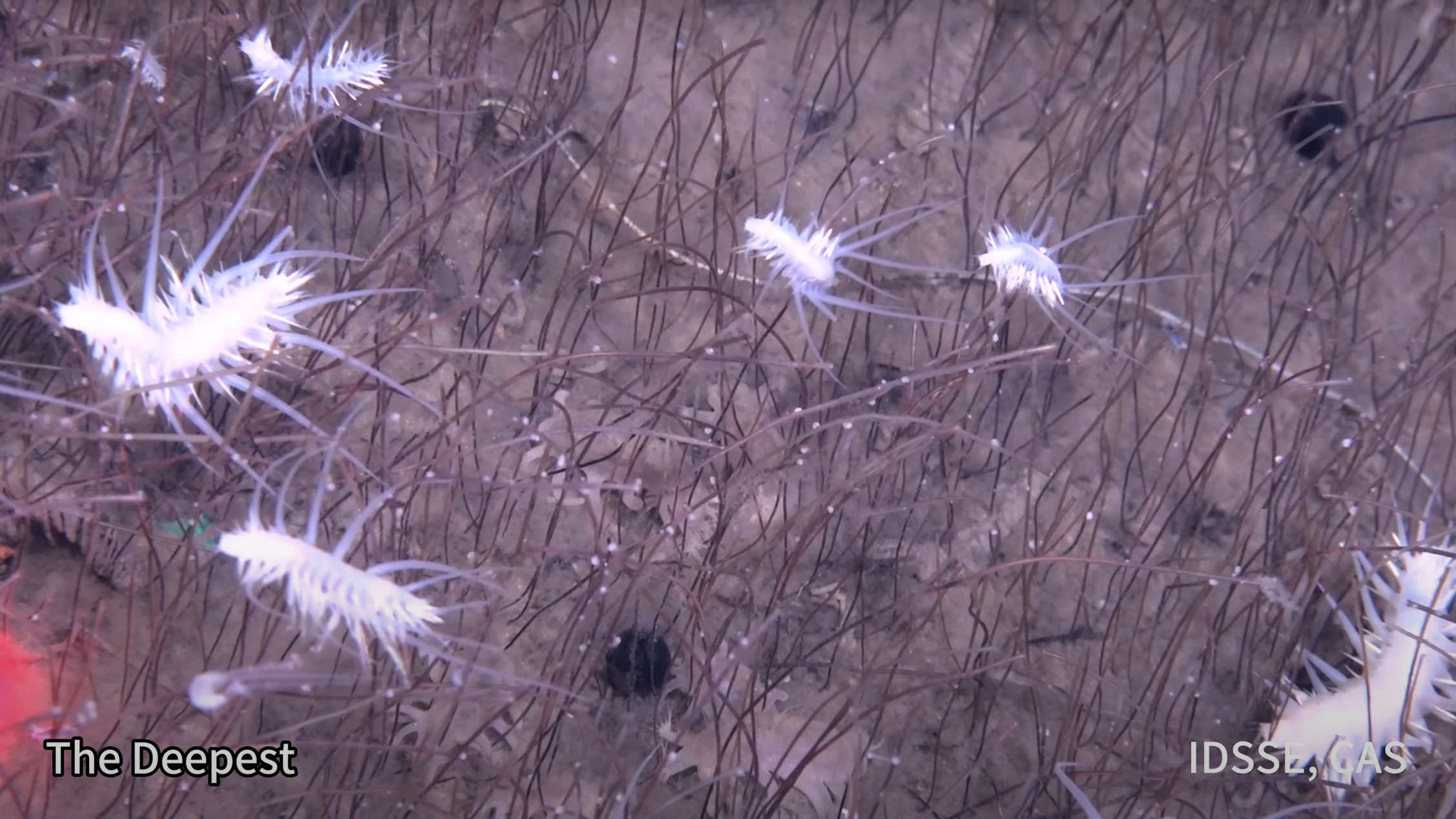 Une capture d'écran d'une vidéo submersible profonde révélant des polychètes blancs épineux au bas d'une tranchée hadal, capturée par l'Institut de science et d'ingénierie profonde, CAS (IDSSE, CAS)