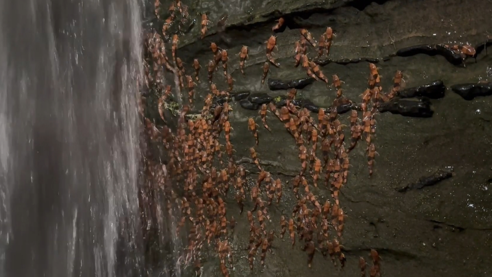 Des milliers de poissons-chats de Bumblebee ont capturé la cascade d'escalade dans des images jamais vues avant