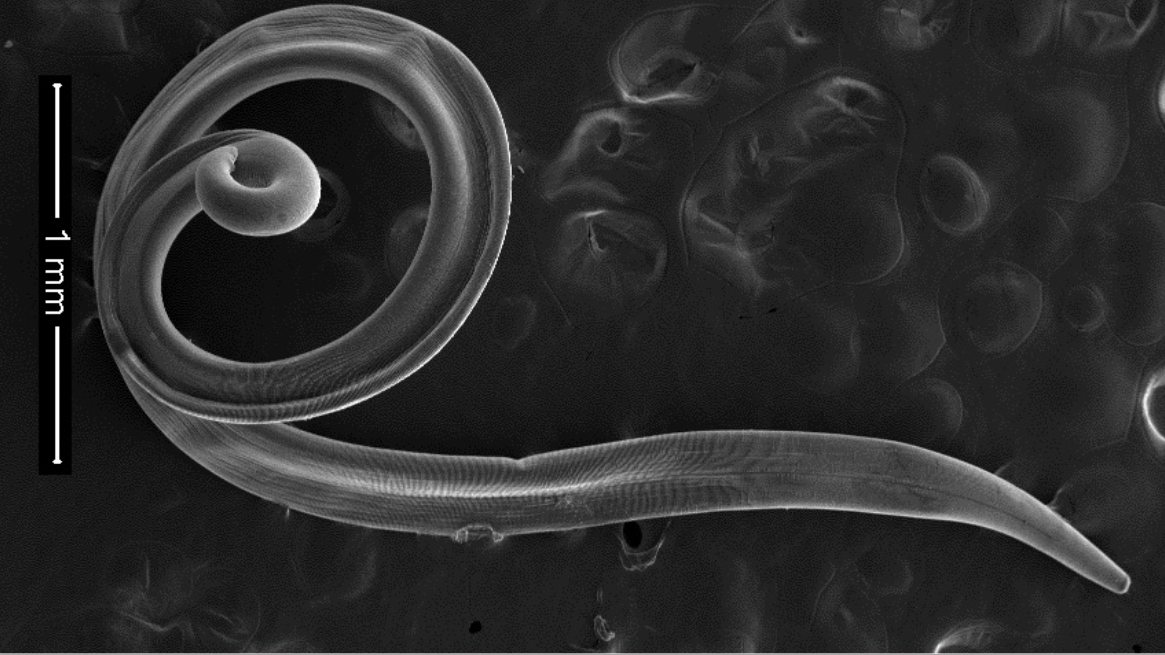 Une image d'un ver Thelazia Callipaeda au microscope en noir et blanc. 