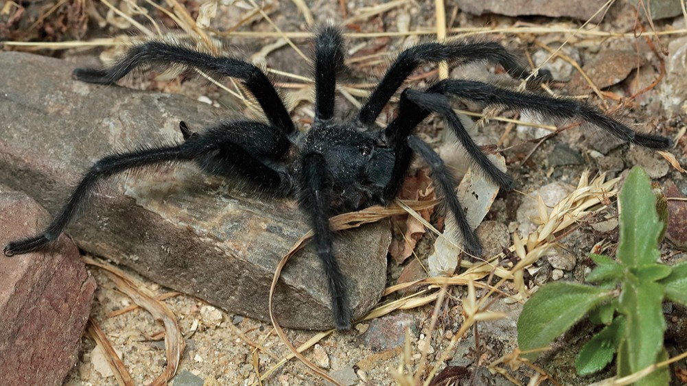 Image de gros plan d'une nouvelle espèce de Tarantula, Satyrex Ferox.