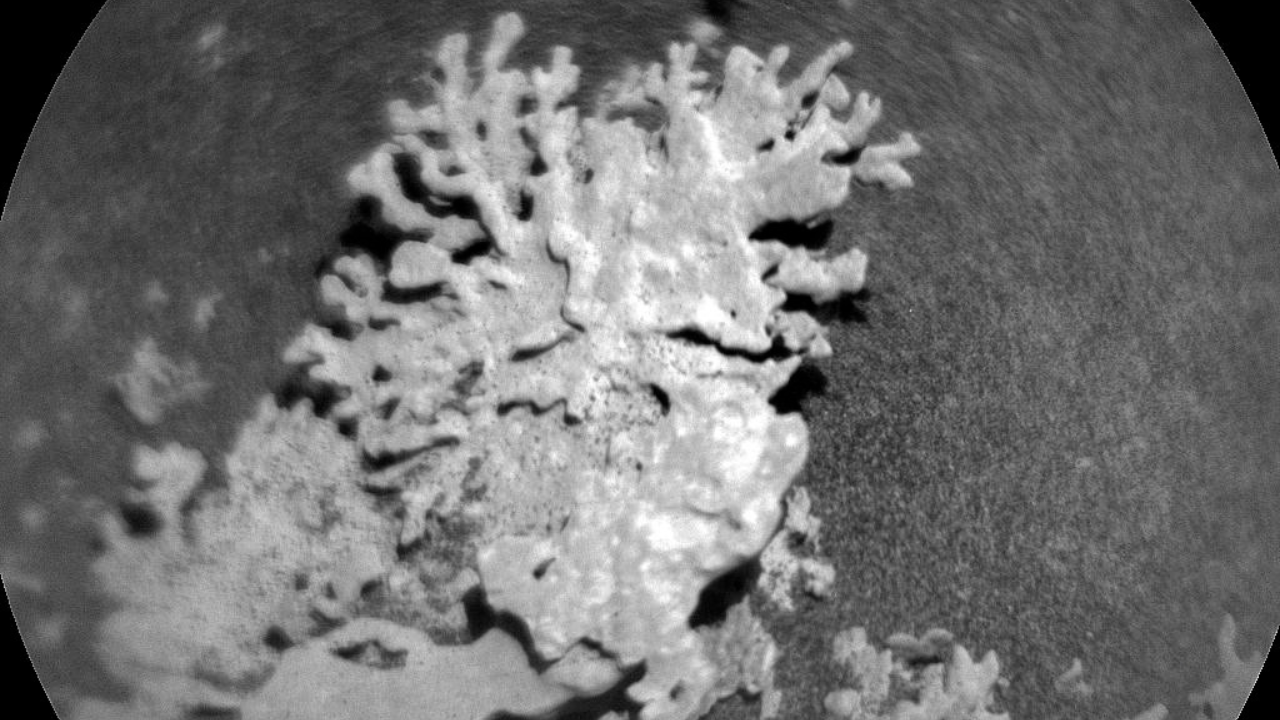 Image d'une roche en forme de corail prise par curiosité au cratère Gale sur Mars.