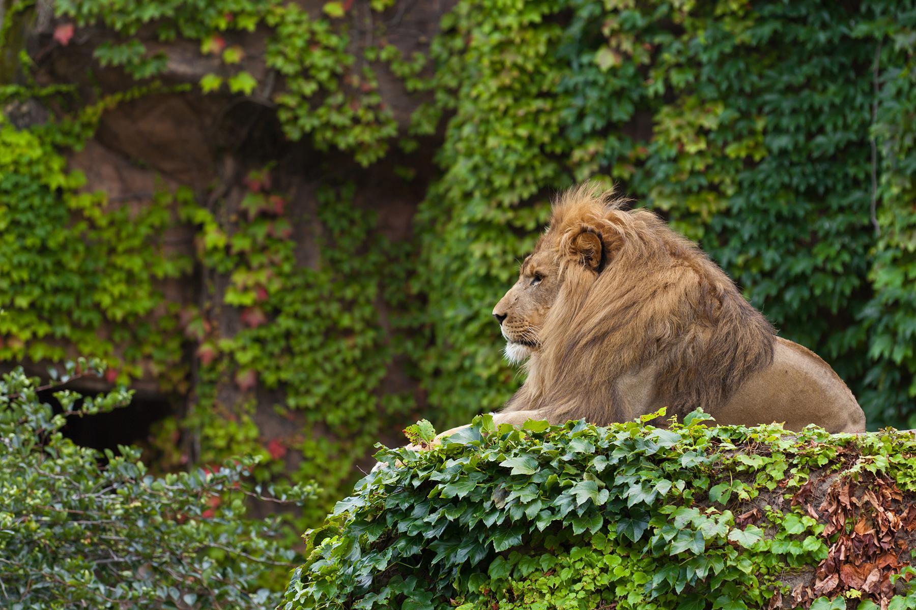 Le zoo danois devient viral pour nourrir les animaux de compagnie aux prédateurs