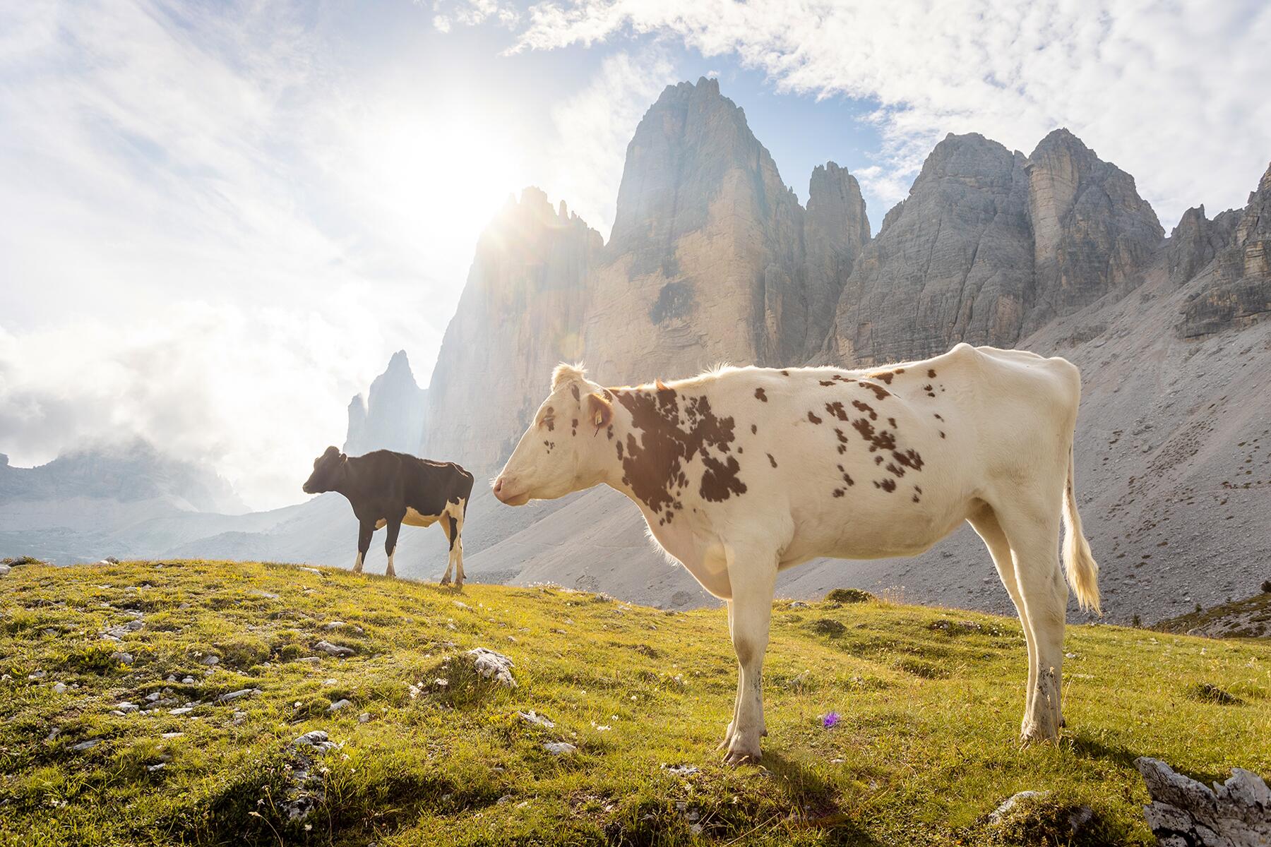 Les agriculteurs italiens facturent des touristes pour parcourir le sentier célèbre Tiktok