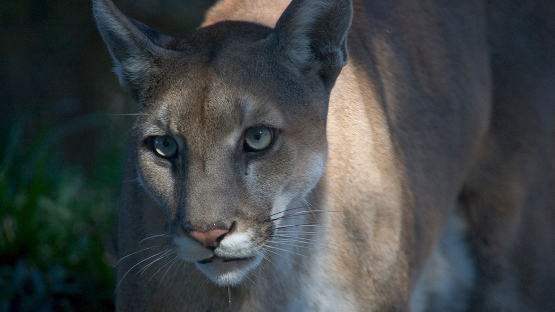 a close-up of a Florida panther