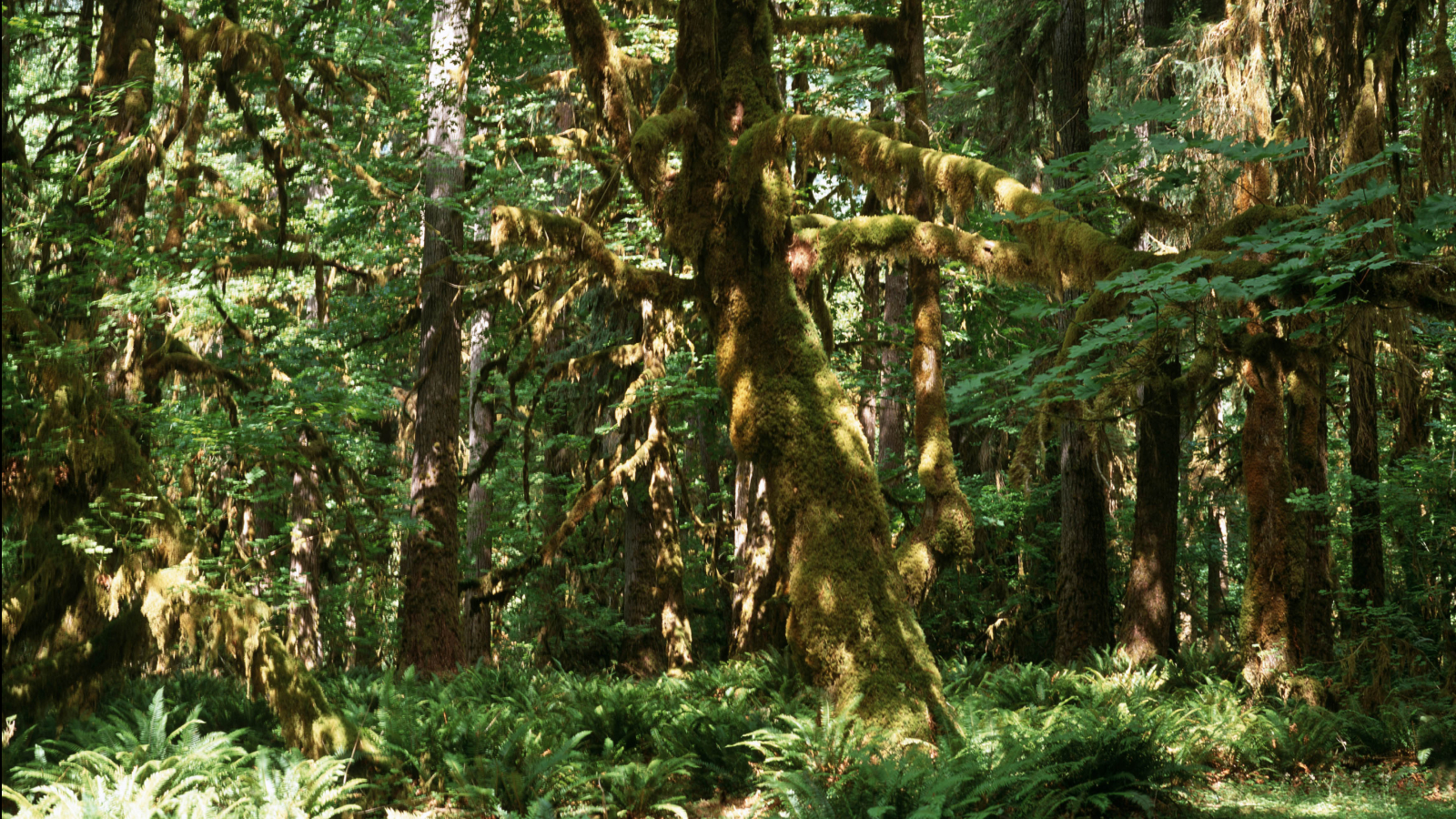 Douglas Sir couvert de la mousse tempérée Rainforest Quinalt Forest Olympic National Park Washington USA.