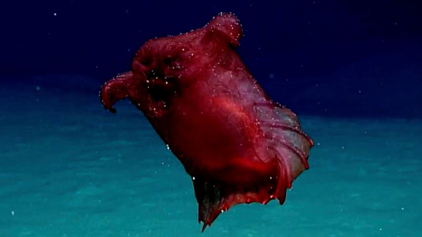 Un concombre de mer de natation en haute mer, en plaisantant en plaisantant comme un monstre de poulet sans tête filmé dans les eaux du sud de l'océan au large de l'Antarctique orientale le 20 octobre 2018 dans l'océan Austral.