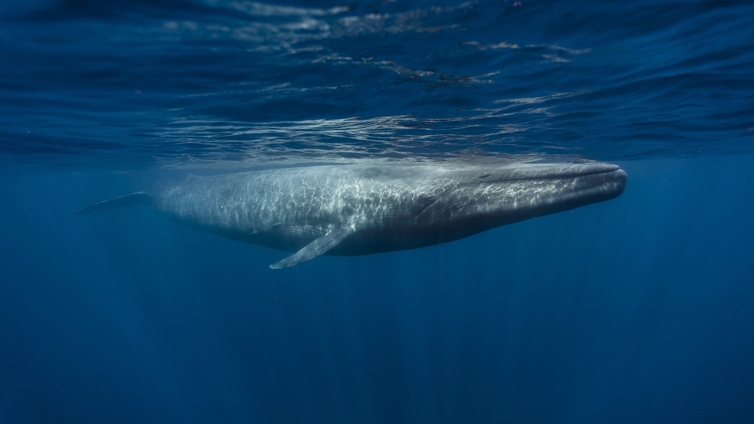 An underwater photograph of a blue whale at the surface off Sri Lanka.