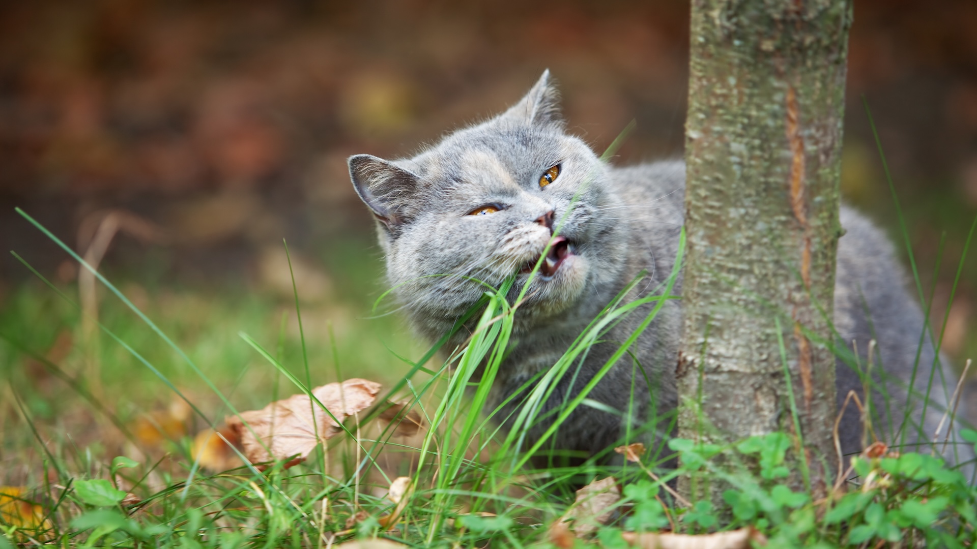 Un chat chops sur une lame d'herbe à l'extérieur