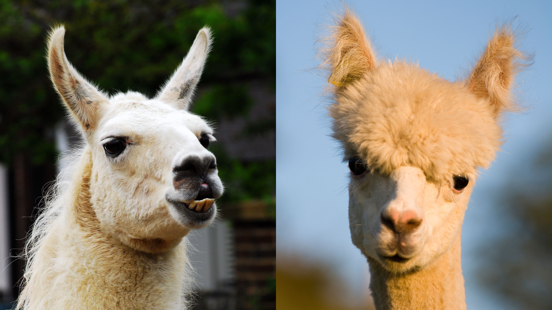 une image divisée montrant un lama et un alpaga