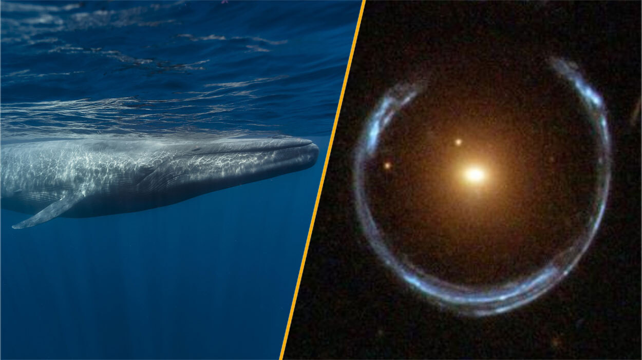 Une baleine bleue et le fer à cheval cosmique.
