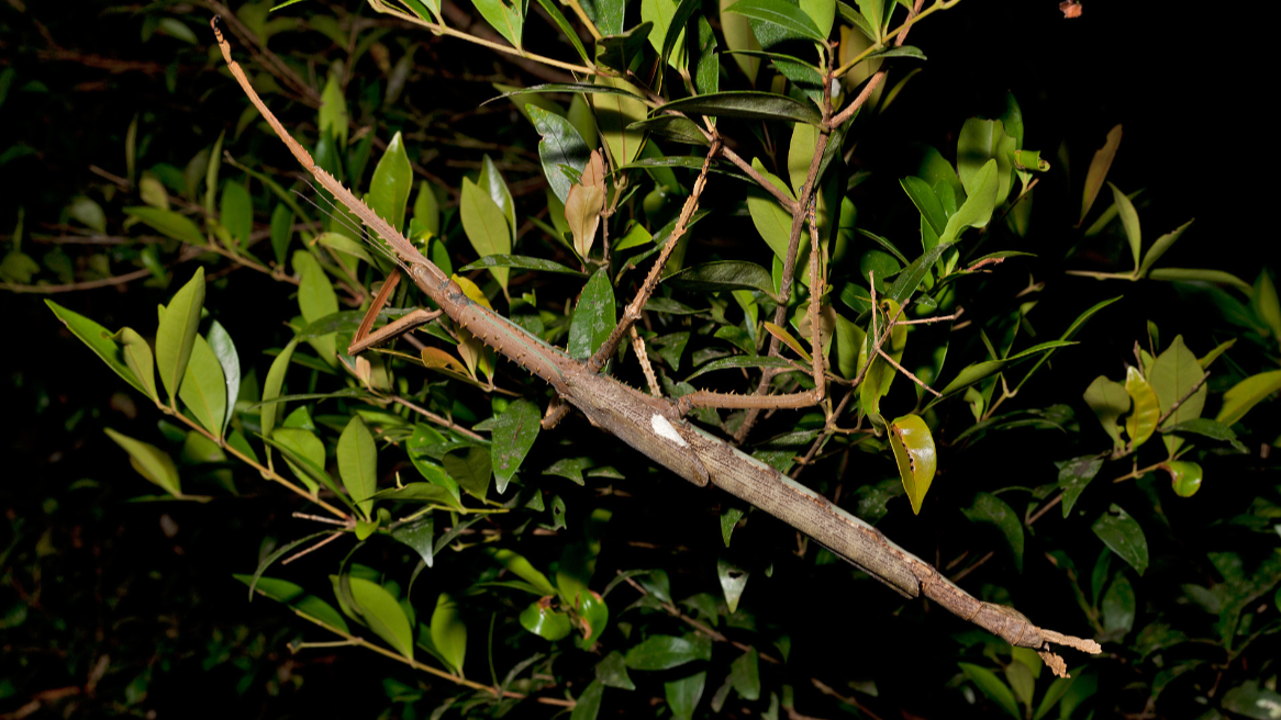 Une photographie d'Acrophylla dans un arbre. 
