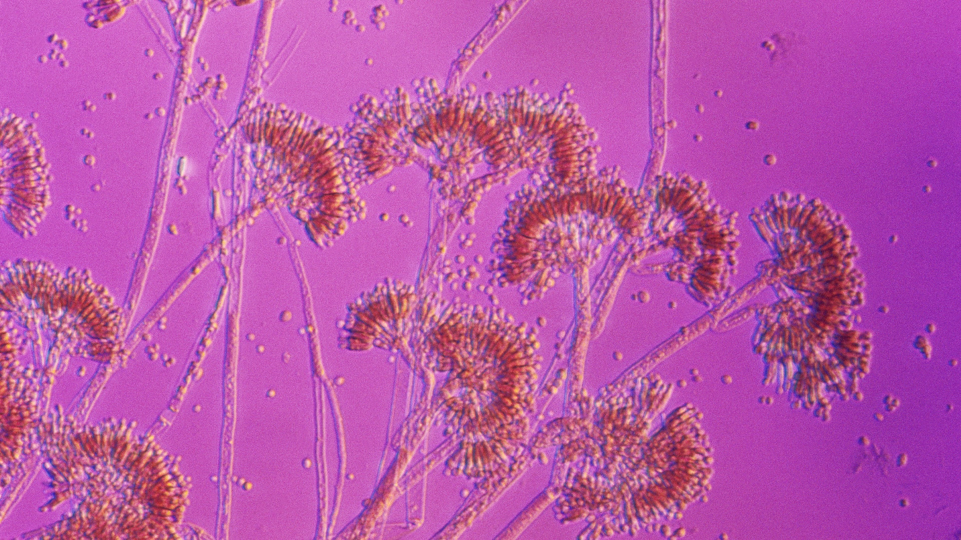 Une image de moisissure de pénicilline au microscope
