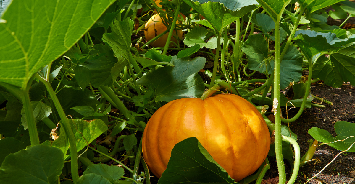 11 conseils pour la culture de citrouilles sur un treillis (plus les avantages et les inconvénients)