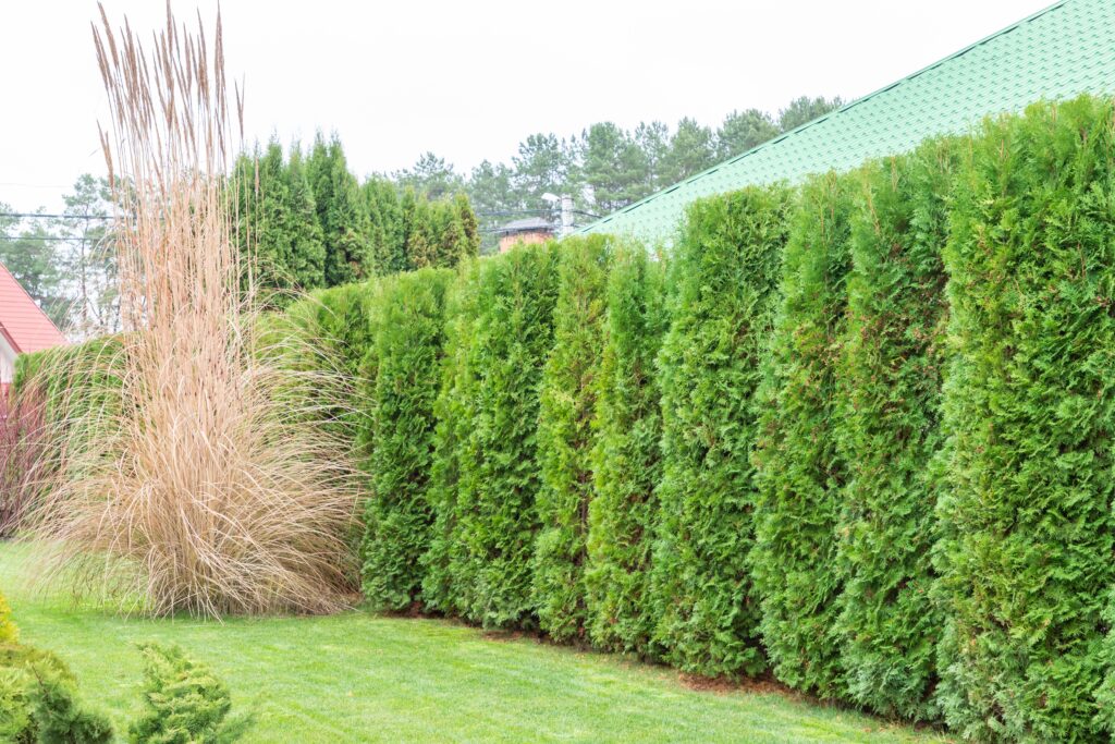 10 arbres minces qui s'adaptent magnifiquement dans de petits mètres