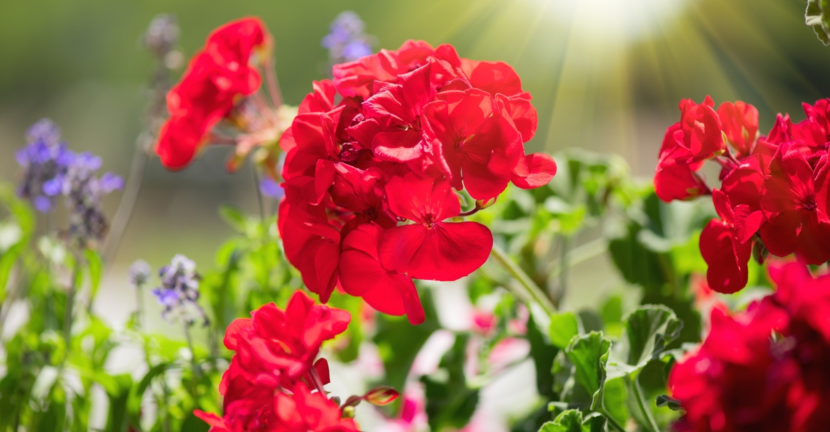 Propager ces 16 plantes en septembre et lancer le jardin de l'année prochaine