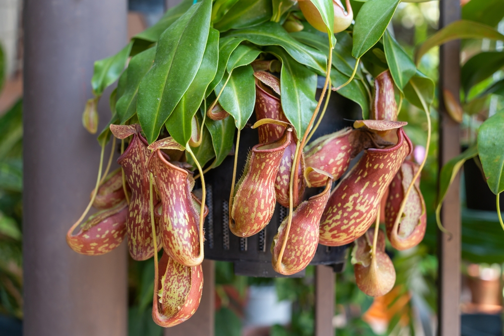8 plantes d'intérieur carnivores qui apportent les sauvages à l'intérieur