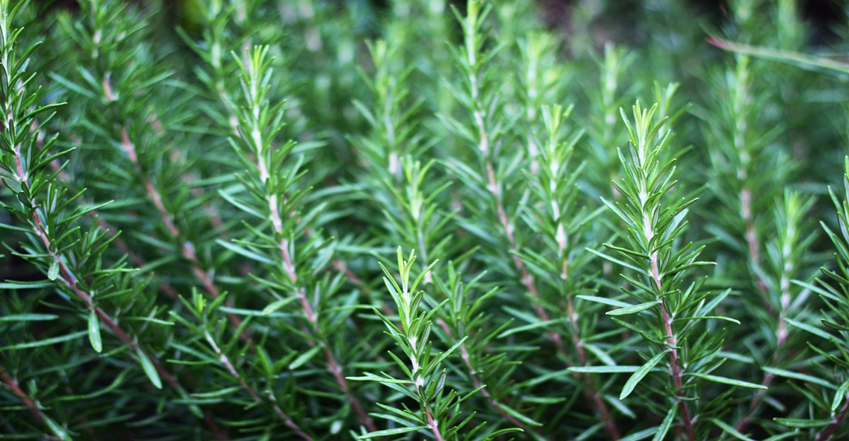 12 plantes qui repoussent naturellement les araignées de votre jardin