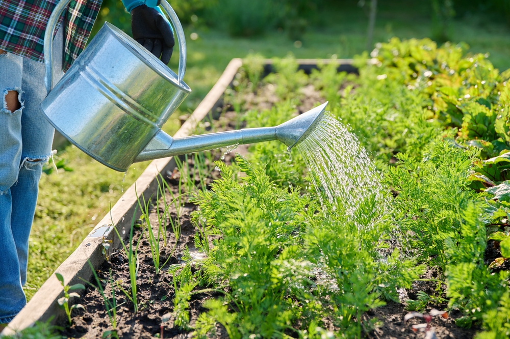 13 meilleures cultures de jardin d'automne pour les lits surélevés