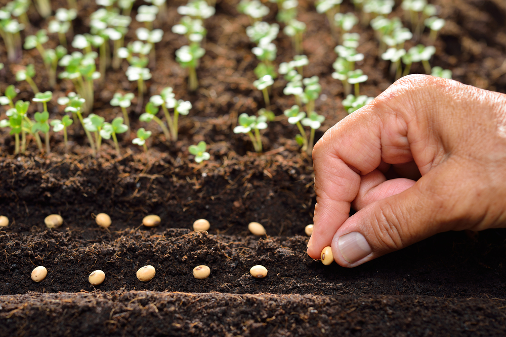 12 légumes à croissance rapide parfaits pour la plantation en septembre