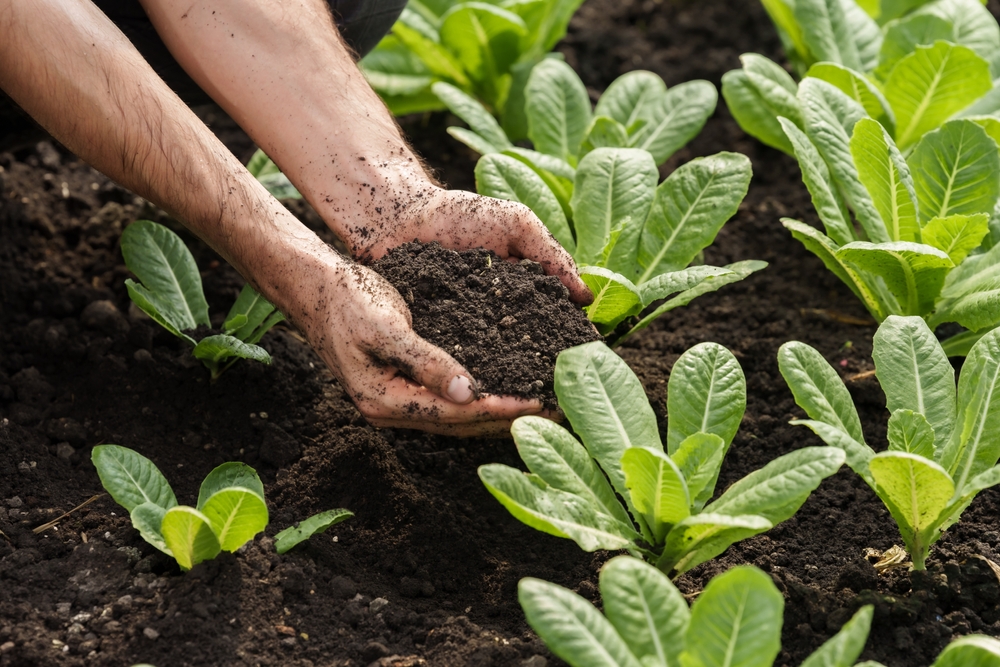 13 légumes que vous pouvez encore planter à la fin de l'été