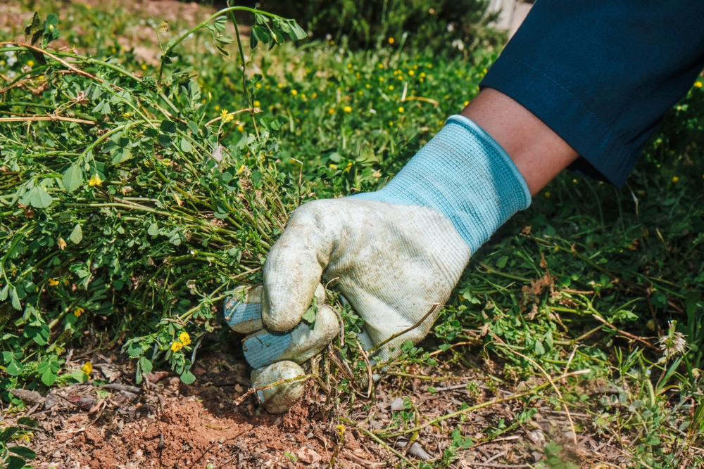 10 erreurs de jardinage de fin de la fin de l'été pour éviter