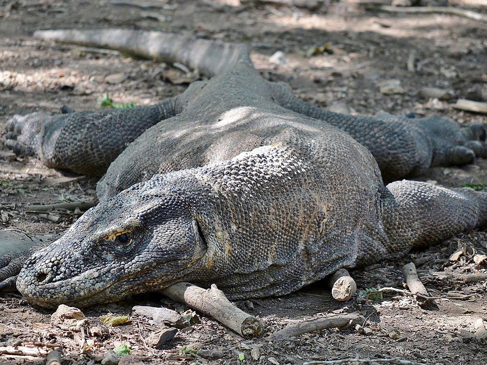 13 animaux incroyables à voir dans leur habitat naturel
