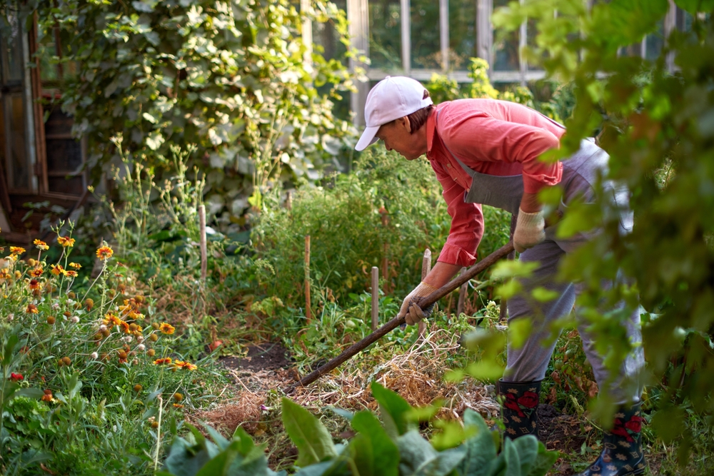 11 Fixes de jardin rapides pour maintenir les plantes prospères jusqu'en septembre