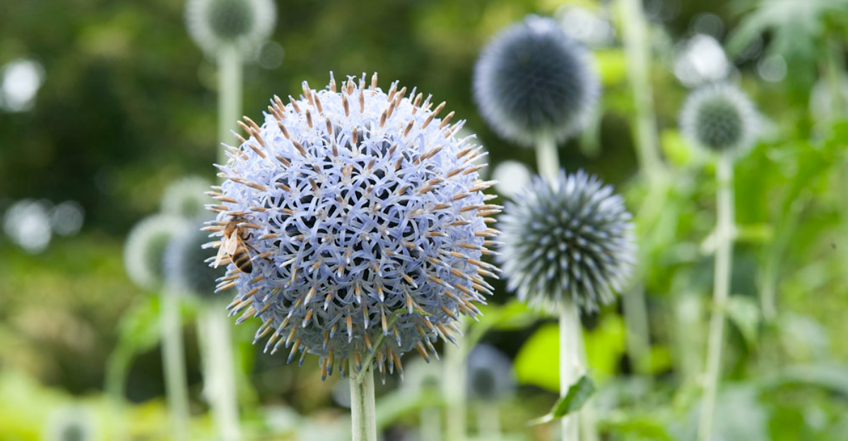 15 magnifiques fleurs d'automne pour égayer vos lits de jardin
