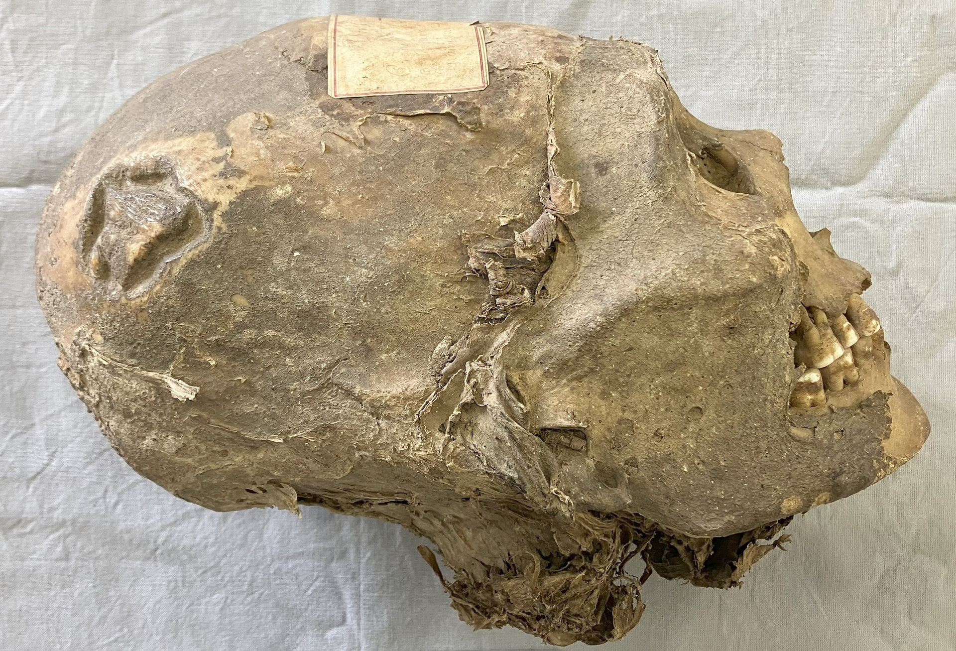 A brownish mummified head lies on its side on a table.