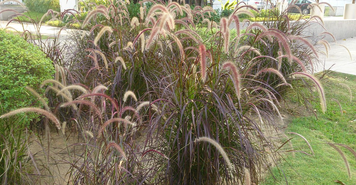 15 graminées ornementales qui ont l'air incroyables en automne