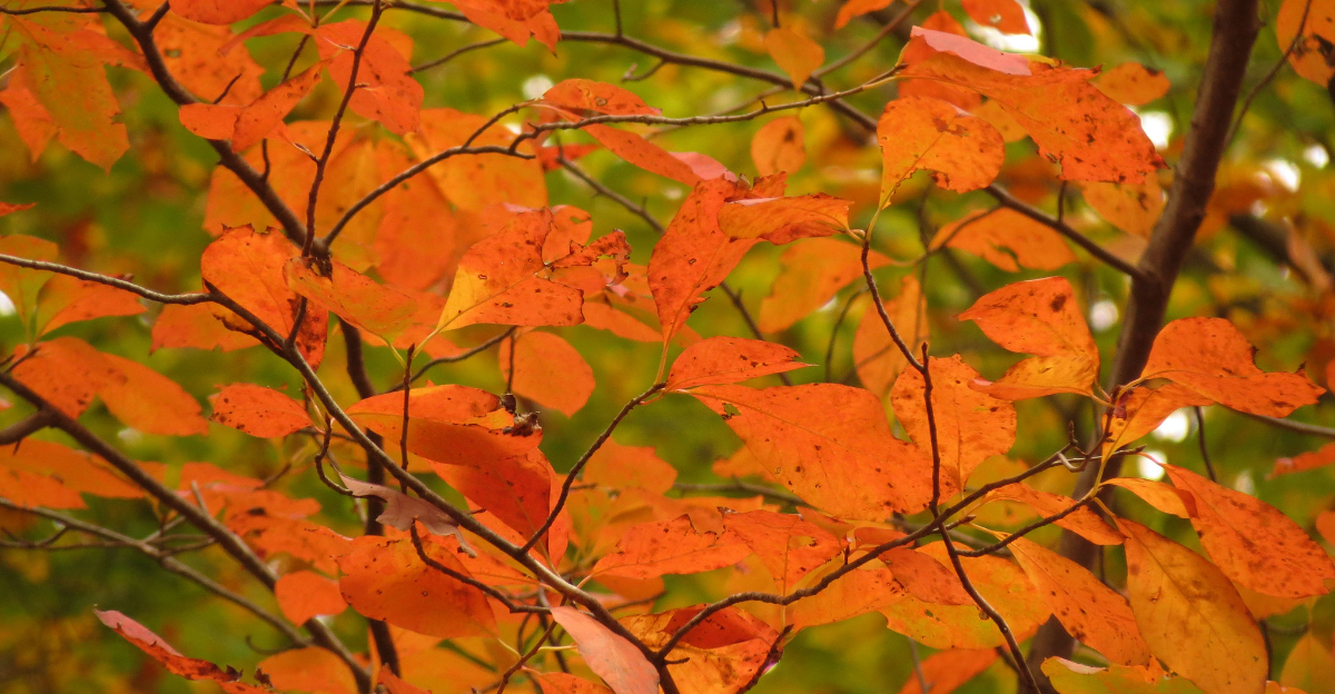15 plantes qui offrent un feuillage d'automne époustouflant dans le jardin