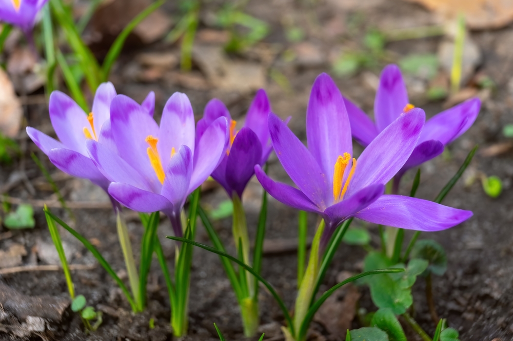 13 fleurs résistantes au froid qui ne craignent pas le froid du mois de mars