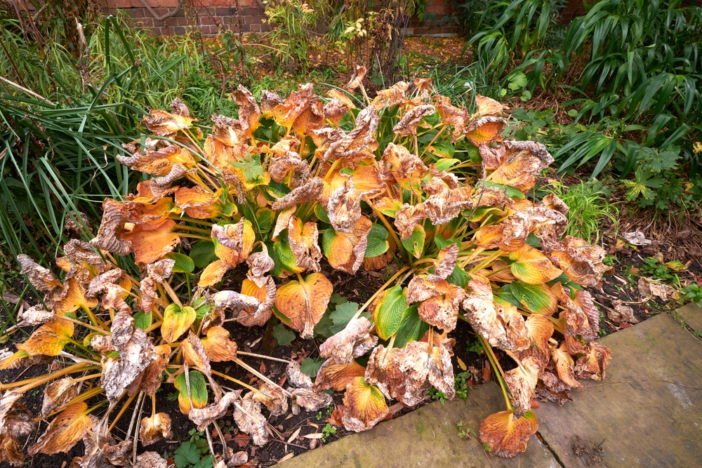 12 choses que vous devriez couper dans le jardin cet automne