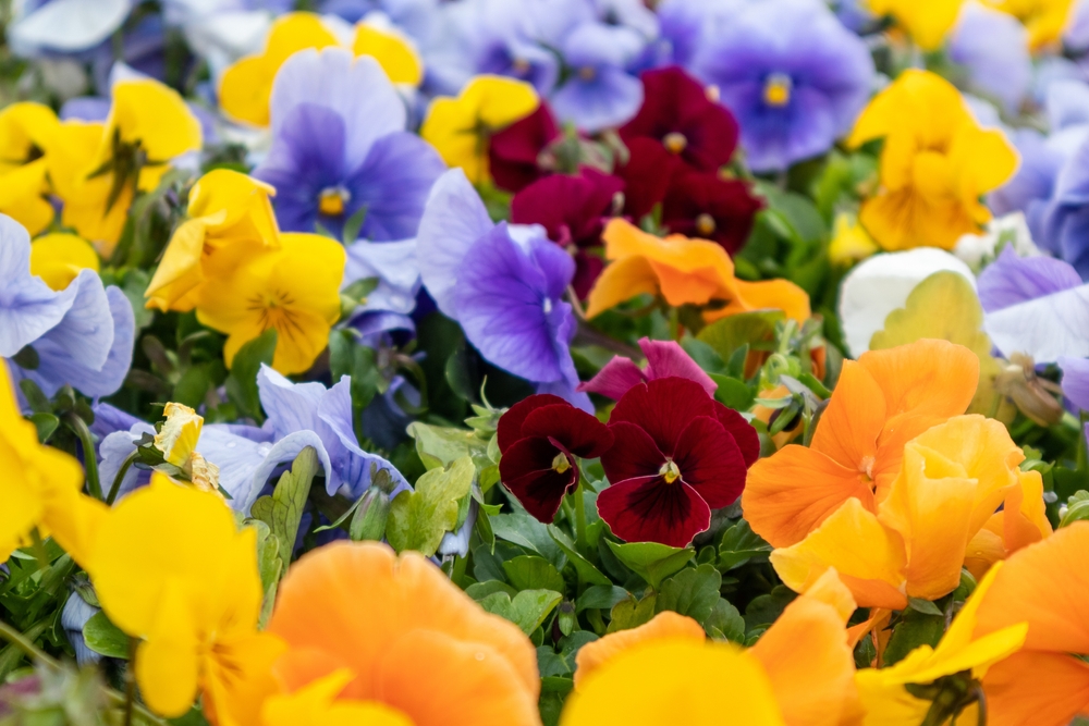 12 plantes à conteneurs qui prospèrent encore à l'automne