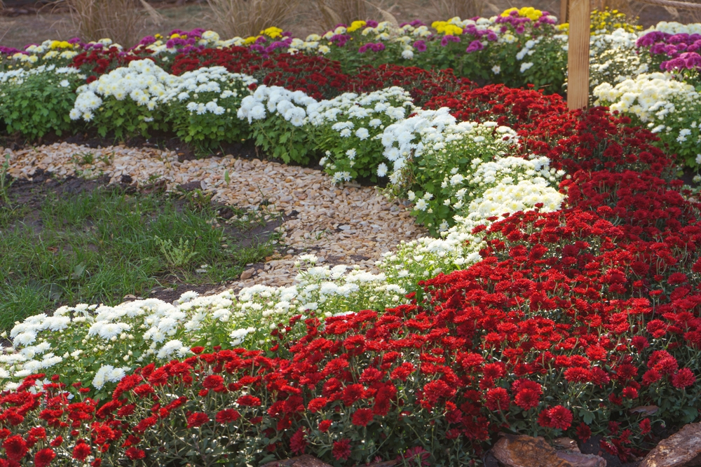 13 fleurs qui prospèrent par temps d'automne frais