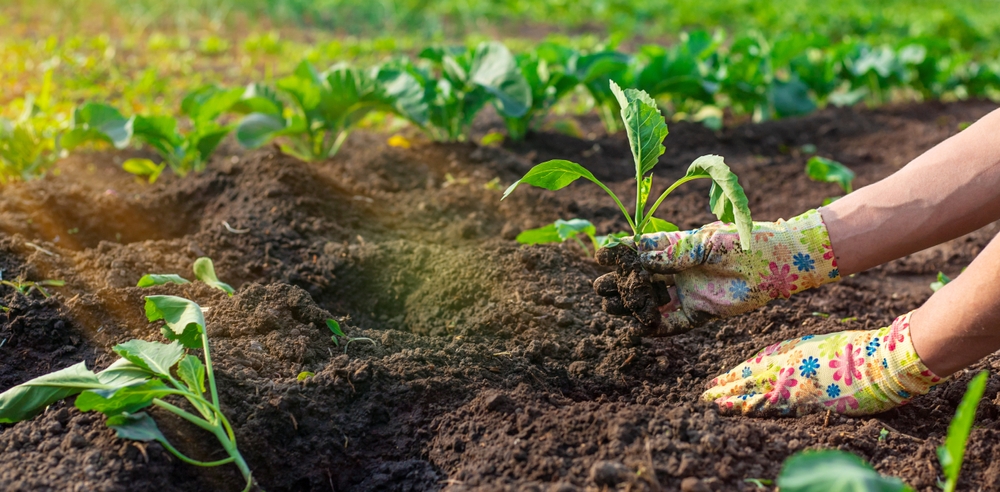 13 légumes que vous pouvez toujours planter à l'automne pour une récolte tardive