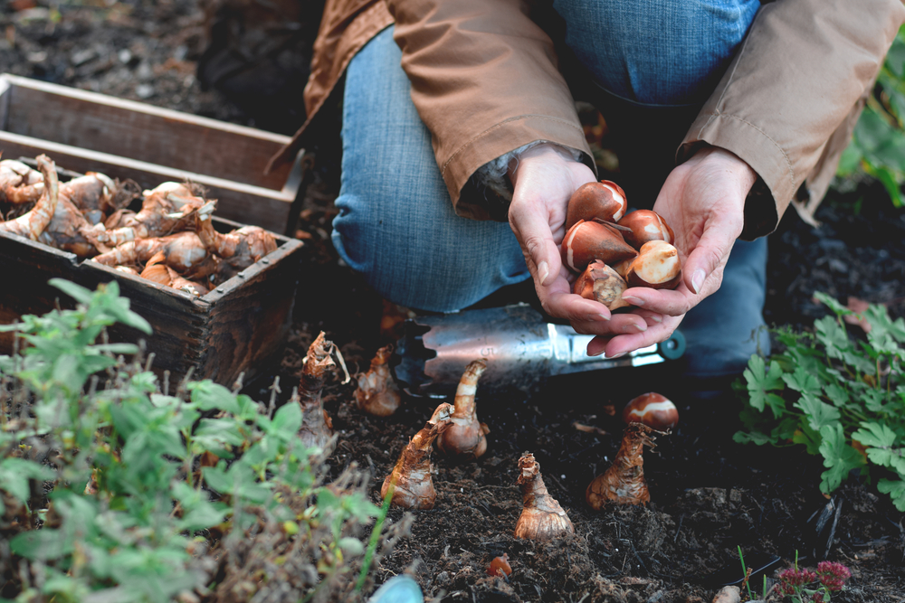 11 erreurs courantes commises les jardiniers font à l'automne