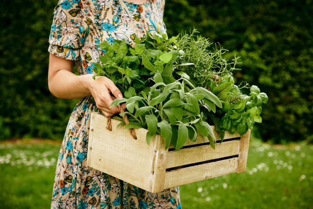 11 herbes que vous pouvez récolter et sécher à l'automne