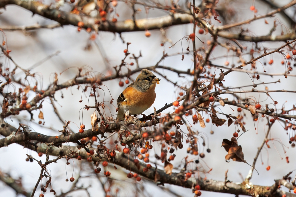 11 plantes à pousser à l'automne qui nourrissent les oiseaux tout l'hiver