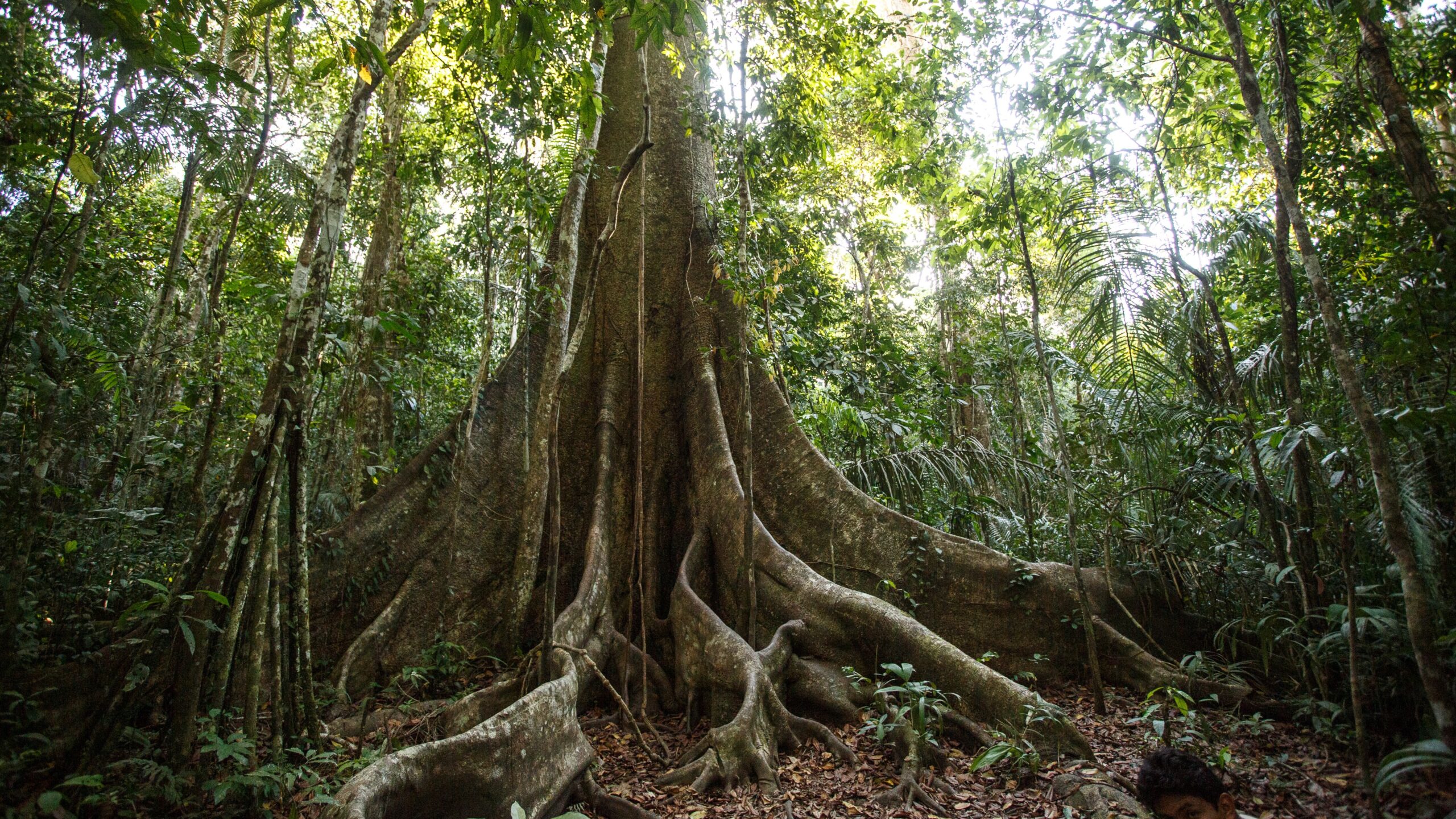 An enormous tree in the Peruvian Amazon rainforest with a thick trunk.