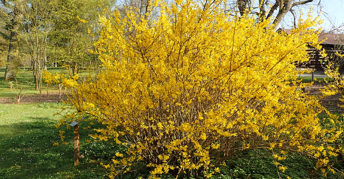 14 arbustes à floraison à l'automne qui étendent la couleur du jardin