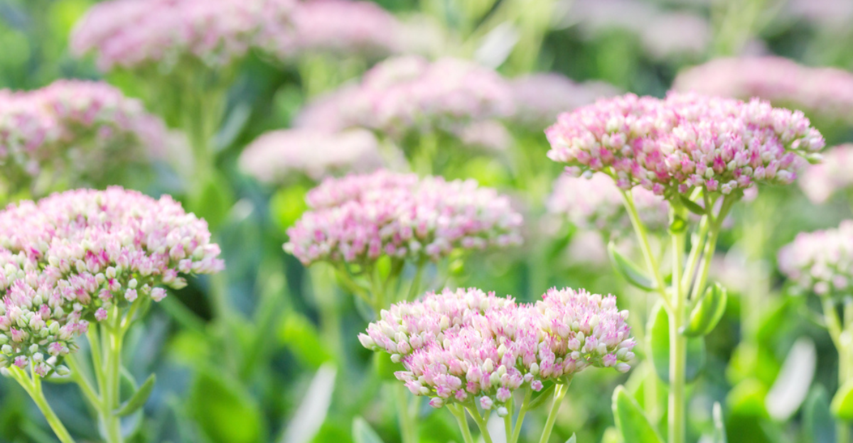 18 magnifiques fleurs qui continuent de fleurir à l'automne