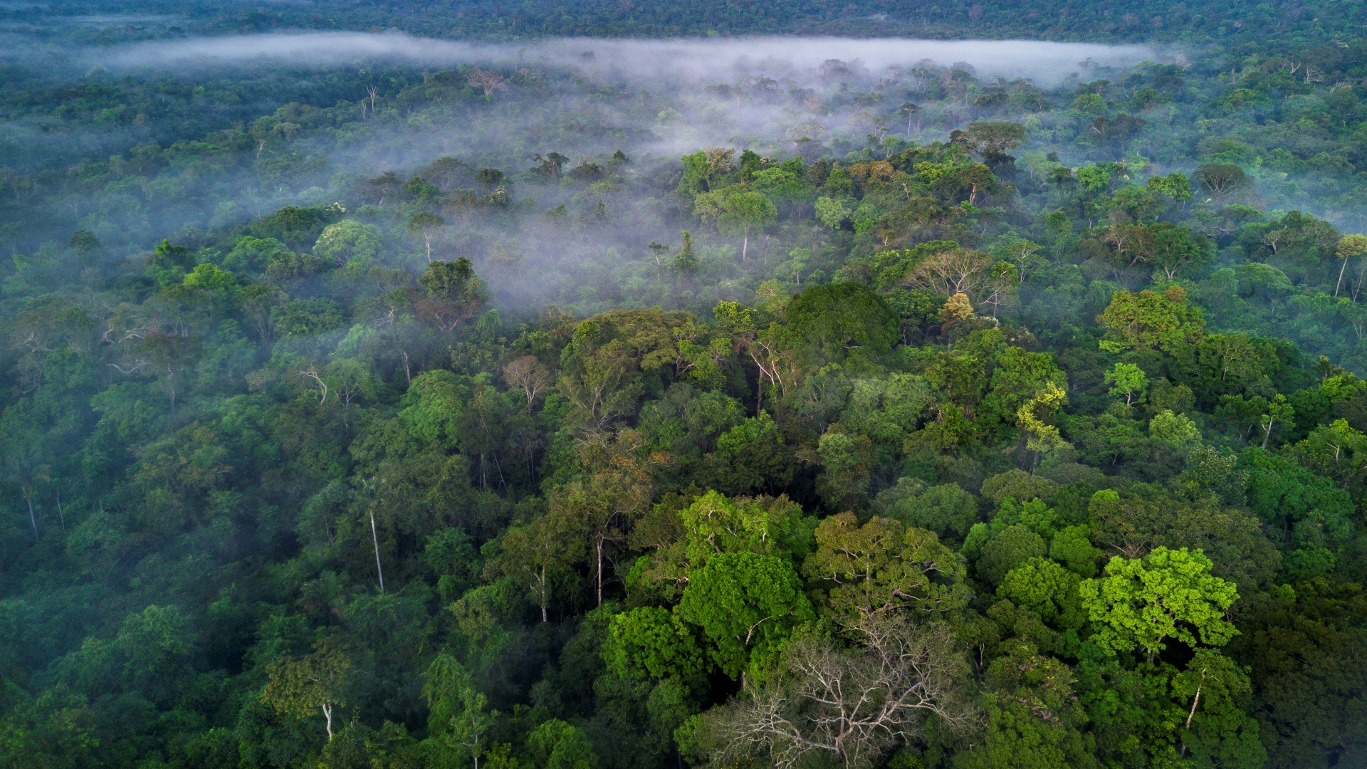 Photographie aérienne de la forêt amazonienne au Brésil. C'est la plus grande forêt tropicale du monde.
