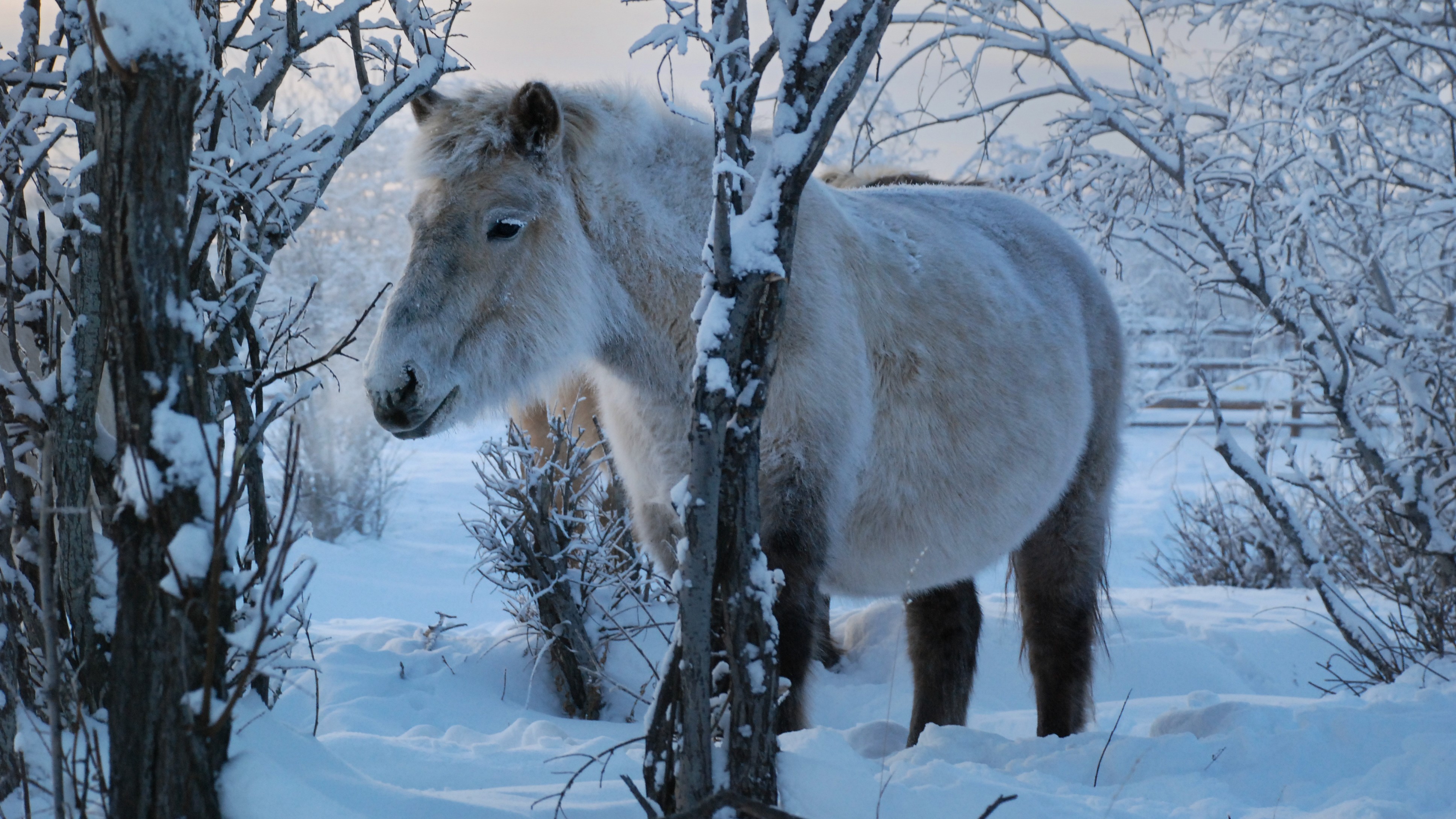 un cheval yakutien dans la neige