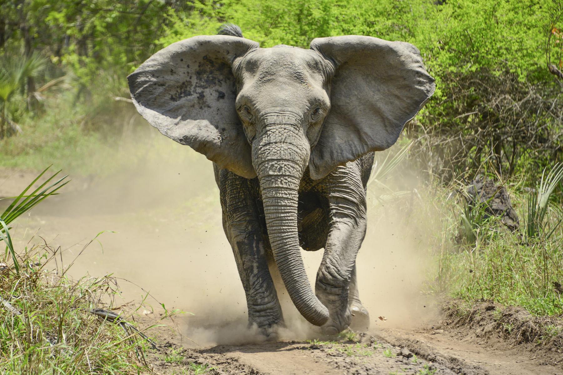 Le touriste fait face à un contrecoup après avoir versé du tronc d'éléphants de bière vers le bas des éléphants